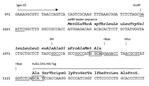 TGEX-FH-hG1-Zeo cloning site